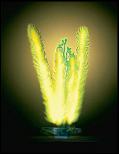 Растение пластиковое светящееся Маяка P8SGL