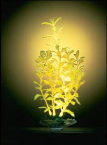 Растение пластиковое светящееся Людвигия P12LGL